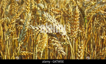 Campo d'oro di segale su soleggiate giornate estive Foto Stock