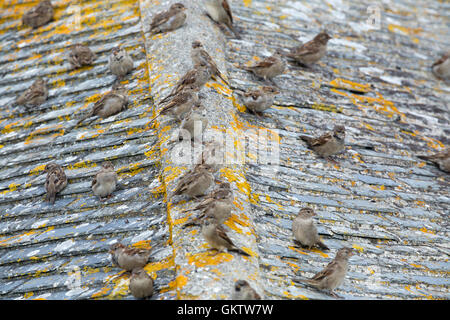 Casa passero; Passer domesticus gregge su un tetto Cornwall, Regno Unito Foto Stock