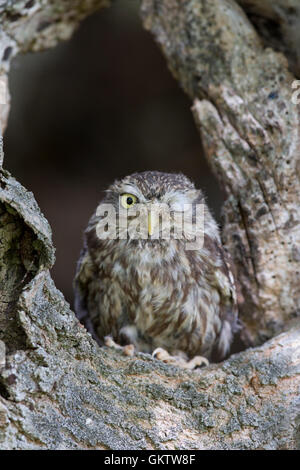 Piccolo gufo; Athene noctua singolo Winking REGNO UNITO Foto Stock