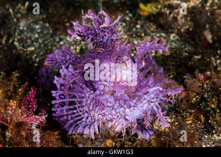 Weedy scorfani, Rhinopias frondosa, Bali, Indonesia Foto Stock