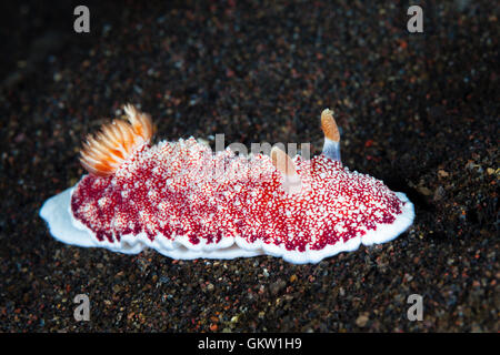 Dorid Nudibranch, Chromodoris reticulata, Bali, Indonesia Foto Stock