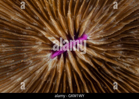 Dettaglio di un fungo di corallo, Fungia sp., AMBON, ISOLE MOLUCCHE, INDONESIA Foto Stock