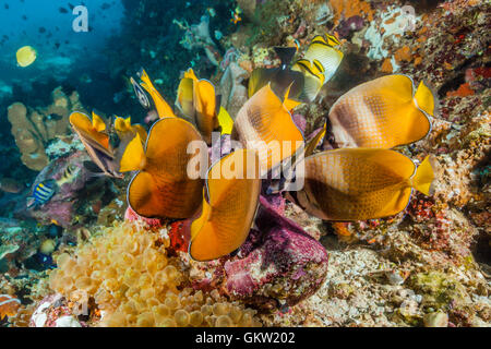 Butterflyfishes alimentazione sulle uova di pesce, Chaetodon kleinii, AMBON, ISOLE MOLUCCHE, INDONESIA Foto Stock