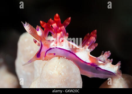 Nudibranch Aeolid, Flabellina rubrolineata, AMBON, ISOLE MOLUCCHE, INDONESIA Foto Stock