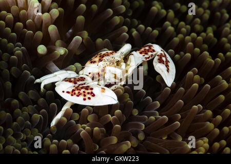 Il Granchio di porcellana in anemone marittimo, Neopetrolisthes oshimai, AMBON, ISOLE MOLUCCHE, INDONESIA Foto Stock