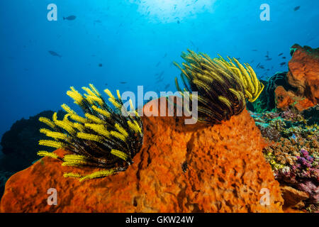 Crinoide in Coral Reef, Comanthus sp., AMBON, ISOLE MOLUCCHE, INDONESIA Foto Stock