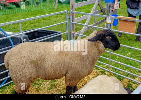 Cartmel Show 2016 Foto Stock