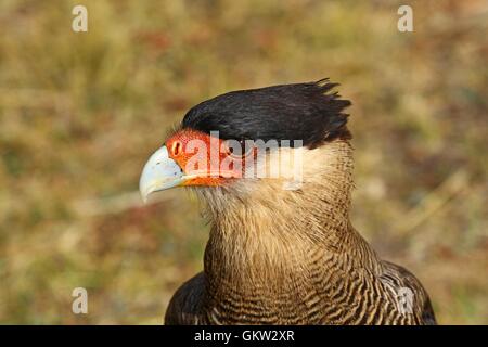Ritratto di un southern crested caracara in Patagonia, Cile Foto Stock