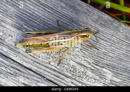 Chorthippus parallelus, il prato grasshopper Foto Stock