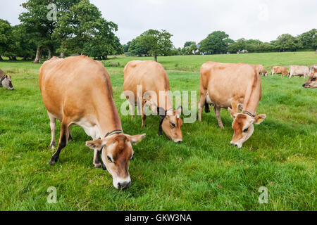 Regno Unito, Isole del Canale, Jersey, Jersey mucca Foto Stock