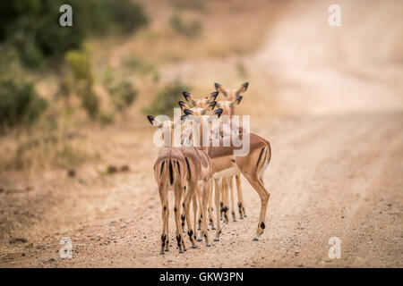 Un gruppo di donne impala starring da dietro nel Parco Nazionale di Kruger, Sud Africa. Foto Stock