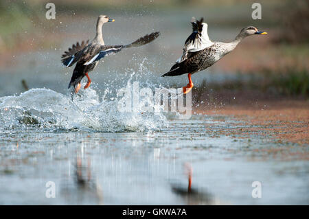 L'immagine di anatra Spotbilled ( Anas poecilorhyncha) di decollo in Keoladev national park, Bharatpur, India Foto Stock