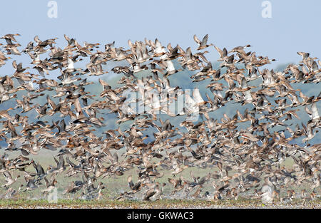 L'immagine del gregge di mescolare le anatre migratorie in Keoladev national park, Bharatpur, India Foto Stock