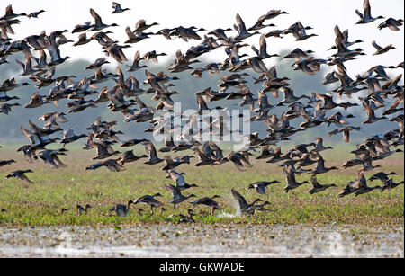 L'immagine del gregge di mescolare le anatre migratorie in Keoladev national park, Bharatpur, India Foto Stock