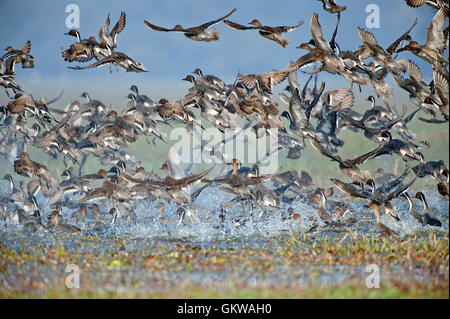 L'immagine del gregge di mescolare le anatre migratorie in Keoladev national park, Bharatpur, India Foto Stock