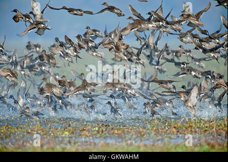 L'immagine del gregge di mescolare le anatre migratorie in Keoladev national park, Bharatpur, India Foto Stock