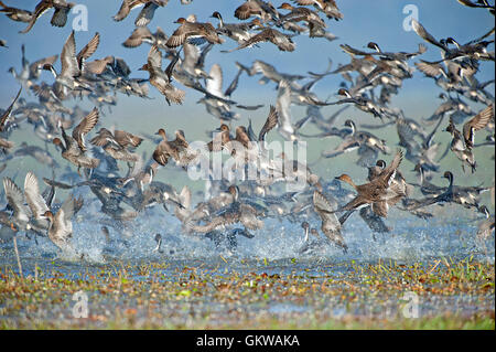 L'immagine del gregge di mescolare le anatre migratorie in Keoladev national park, Bharatpur, India Foto Stock