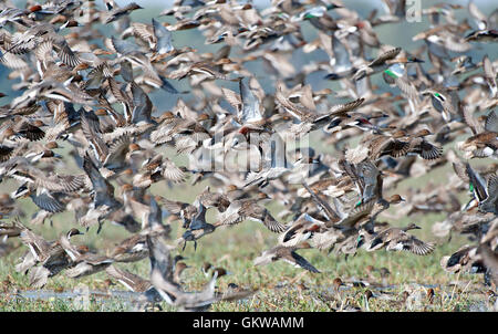 L'immagine del gregge di mescolare le anatre migratorie in Keoladev national park, Bharatpur, India Foto Stock