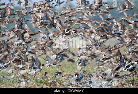 L'immagine del gregge di mescolare le anatre migratorie in Keoladev national park, Bharatpur, India Foto Stock