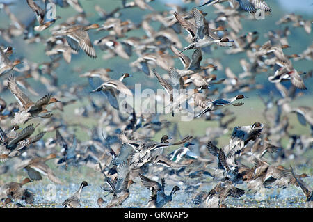 Gregge di mescolare le anatre migratorie in Keoladev national park, Bharatpur, India Foto Stock