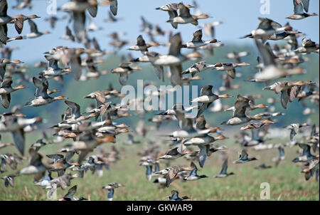 L'immagine del gregge di mescolare le anatre migratorie in Keoladev national park, Bharatpur, India Foto Stock