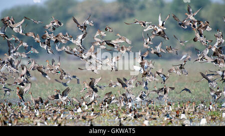 L'immagine del gregge di mescolare le anatre migratorie in Keoladev national park, Bharatpur, India Foto Stock