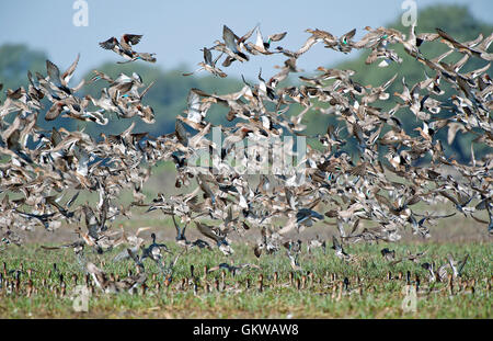 L'immagine del gregge di mescolare le anatre migratorie in Keoladev national park, Bharatpur, India Foto Stock