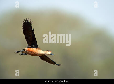 L'immagine di minore sibilo duck( Dendrocygna javanica) in Keoladev national park, Bharatpur, India Foto Stock