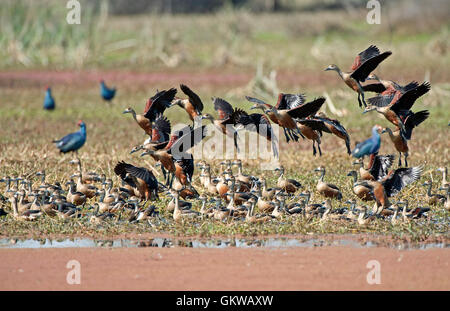 L'immagine del gregge di minor sibilo anatre( Dendrocygna javanica) in Keoladev national park, Bharatpur, India Foto Stock