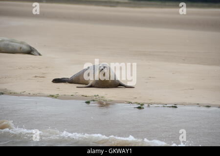 Grigio e guarnizioni comune al punto Blakeney North Norfolk. Prese durante un viaggio in barca. Foto Stock