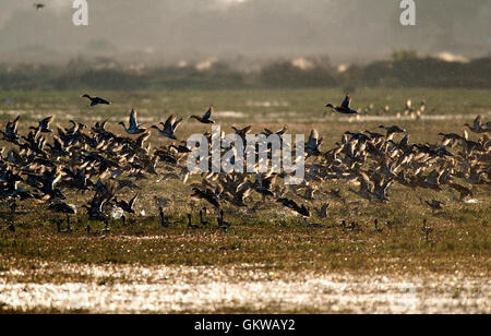 L'immagine del gregge di mescolare le anatre migratorie in Keoladev national park, Bharatpur, India Foto Stock