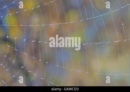 Spider Web con gocce d'acqua in foresta Foto Stock