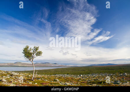 Lonely Birch nel paesaggio scandinavo (Femundsmarka national park) Foto Stock