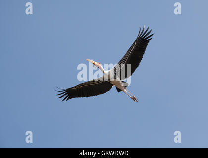 Dipinto di Stork (,Mycteria leucocephala) nell'aria. Foto Stock