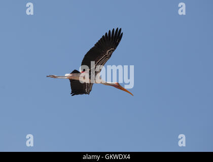 Dipinto di Stork (,Mycteria leucocephala) nell'aria. Foto Stock