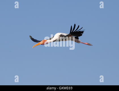 Dipinto di Stork (,Mycteria leucocephala) nell'aria. Foto Stock