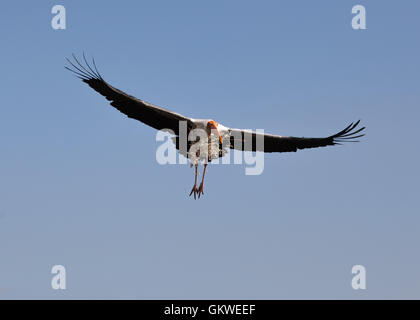 Dipinto di Stork (,Mycteria leucocephala) nell'aria. Foto Stock