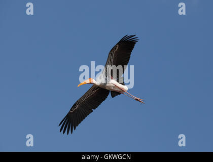 Dipinto di Stork (,Mycteria leucocephala) nell'aria. Foto Stock