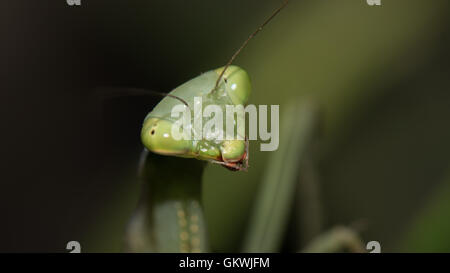 Carino piccolo (femmina) mantis - e lei era piuttosto curioso circa questa spia lampeggiante nei suoi occhi... Foto Stock