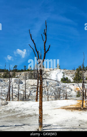 Vista verticale di morti alberi sterili in Mammoth Hot Springs nel Parco Nazionale di Yellowstone Foto Stock