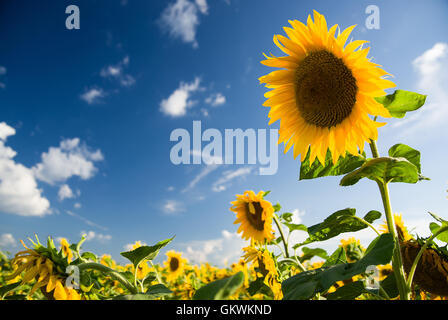 Girasoli crescono su un campo di fattoria in sun. Foto Stock