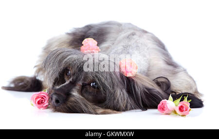 Purosangue decorativo shaggy doggie e rose. Foto Stock