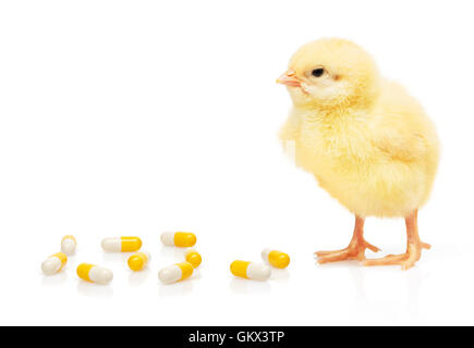 Piccolo giallo pollo vicino a pila di giallo e bianco capsule, isolati su sfondo bianco Foto Stock