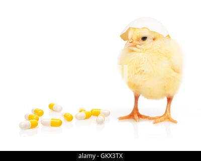 Piccolo giallo il pollo con la parte di guscio d'uovo sulla sua testa vicino alla pila di giallo e bianco capsule, isolati su sfondo bianco Foto Stock