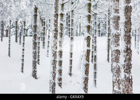 Foresta di conifere in inverno. Foto Stock