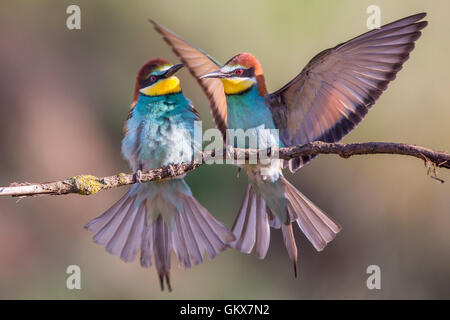 Una coppia di corteggiamento Unione Gruccione (Merops apiaster) Foto Stock