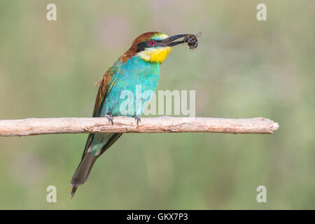 Unione Gruccione (Merops apiaster) tenendo un bee Foto Stock