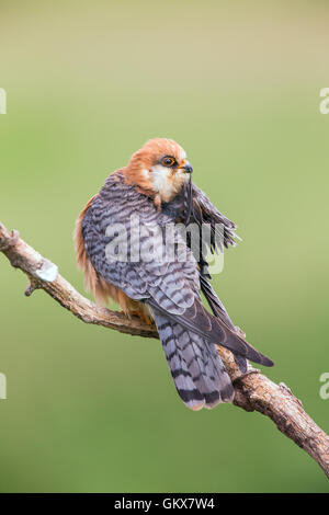 Adutl femmina rosso-footed Falcon (Falco vespertinus) preenining su un ramo Foto Stock