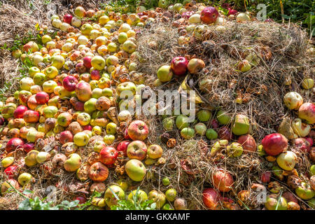 Palo di composto di marciume mele, frutta di compostaggio in giardino Foto Stock