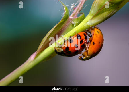 Due cinesi reproducting coccinella su un ramo. Foto Stock